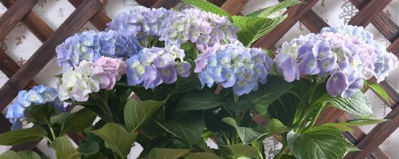 盆栽绣球花怎么过冬