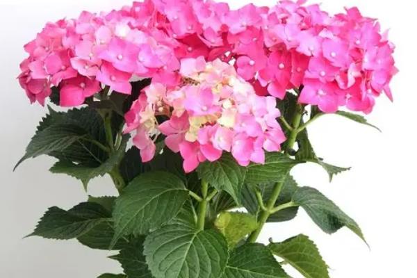 盆栽绣球花怎么过冬