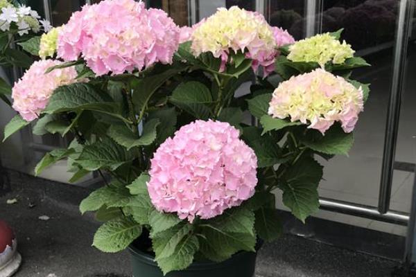 盆栽绣球花怎么过冬