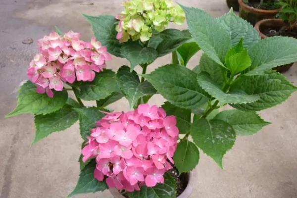 盆栽绣球花怎么过冬