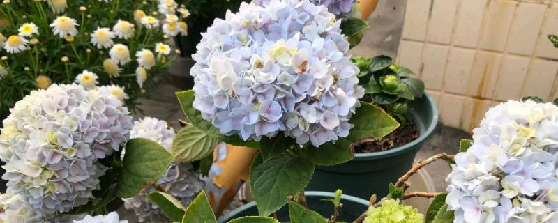 盆栽绣球花冬天室外能过冬吗