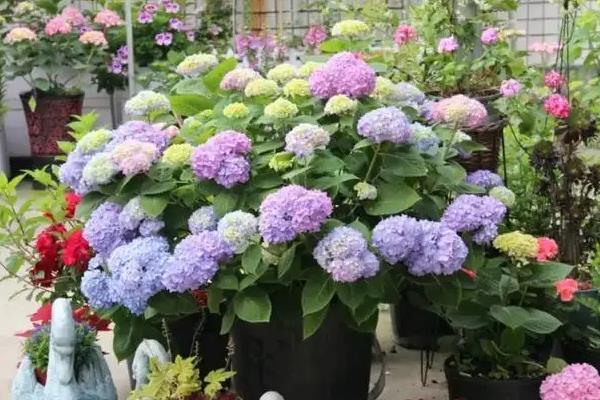 盆栽绣球花冬天室外能过冬吗