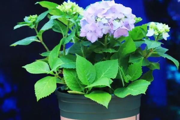 盆栽绣球花冬天室外能过冬吗