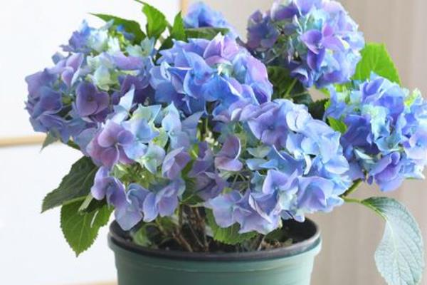 盆栽绣球花冬天室外能过冬吗