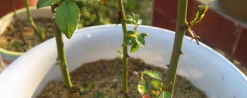 蔷薇花剪枝直接插土里能活吗