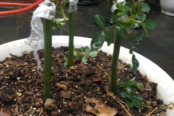 蔷薇花剪枝直接插土里能活吗