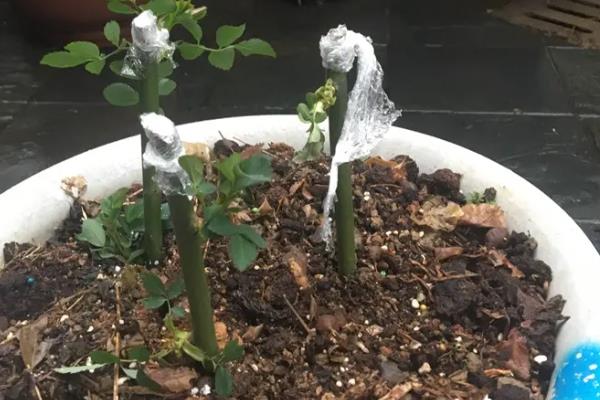 蔷薇花剪枝直接插土里能活吗