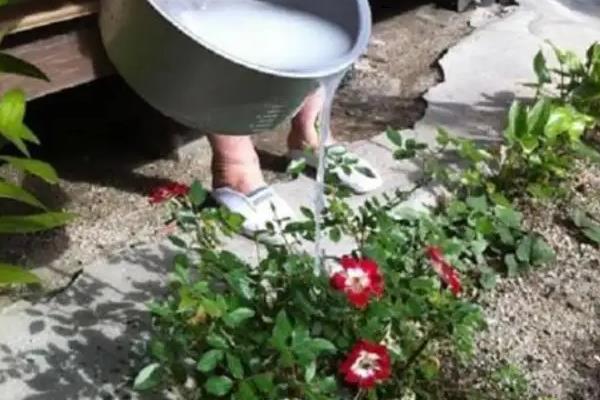 喝剩的牛奶可以浇花吗