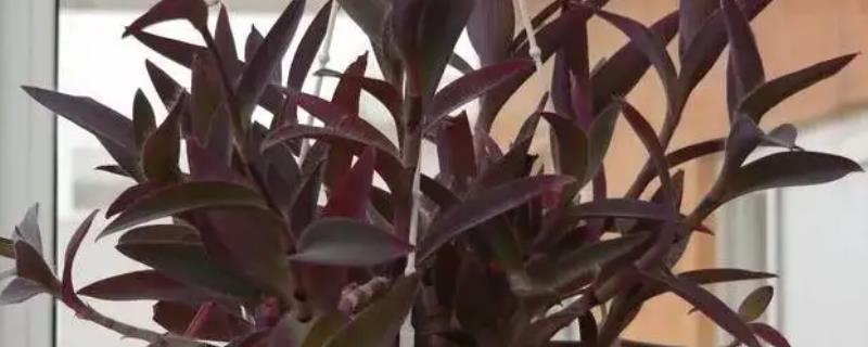 紫竹梅放在家里的风水怎么样