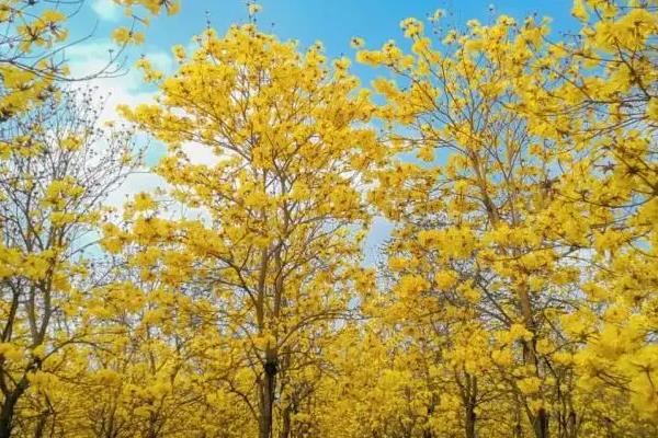 黄花风铃木花期