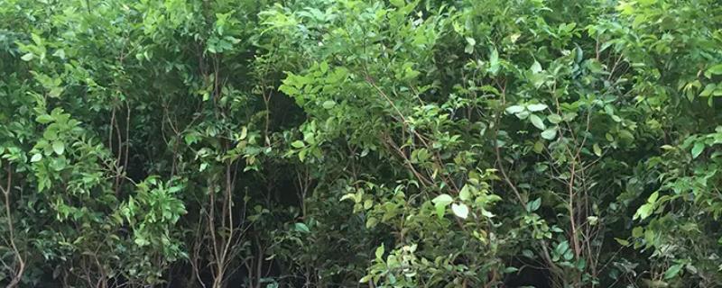 嘉宝果树苗几年可以结果