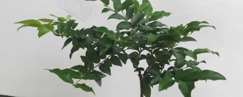 盆栽嘉宝果怎样配土
