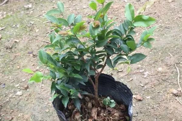 盆栽嘉宝果怎样配土