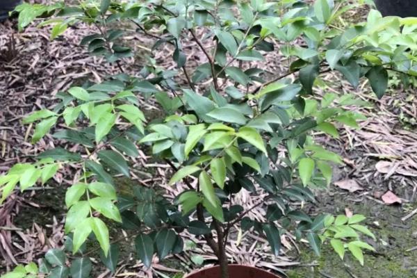 盆栽嘉宝果怎样配土
