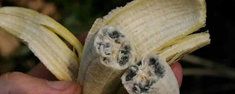 香蕉心黑了还能吃吗