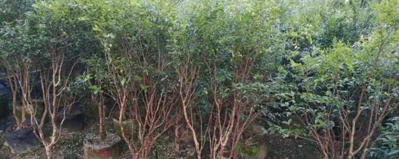 嘉宝果树苗真假鉴别