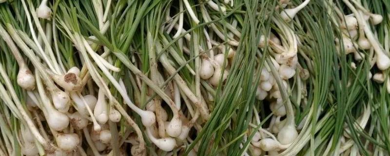 小根蒜怎么吃