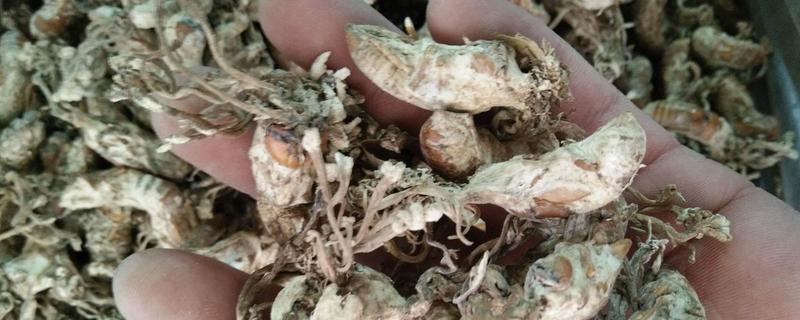 蝉花的食用方法