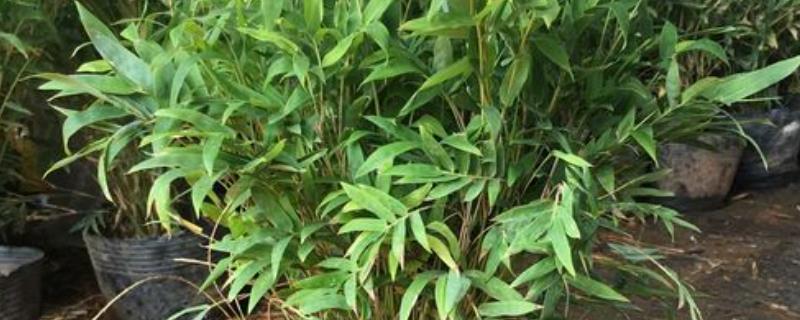 凤尾竹开花意味着什么