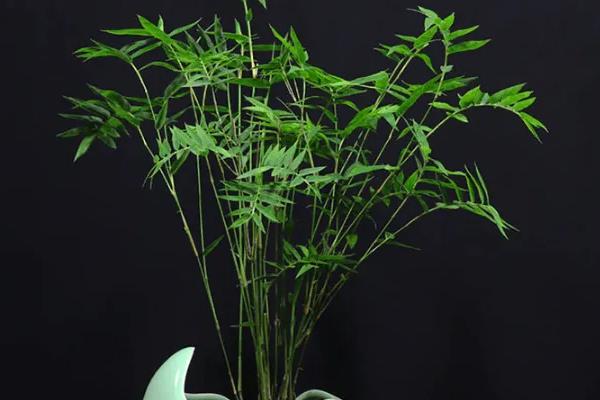 凤尾竹开花意味着什么