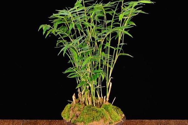 凤尾竹开花意味着什么