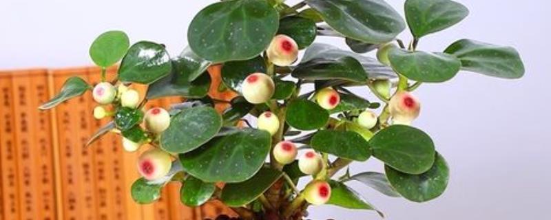 菩提树好养活吗