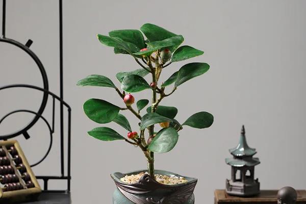 菩提树好养活吗