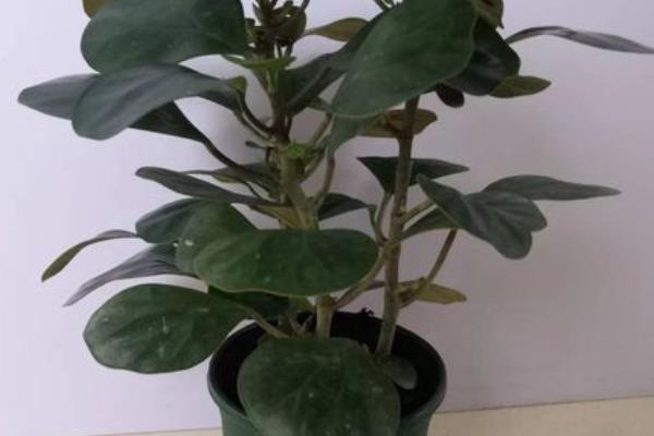 菩提树好养活吗