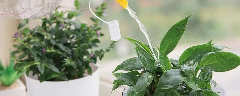 蜂蜜水可以浇花吗