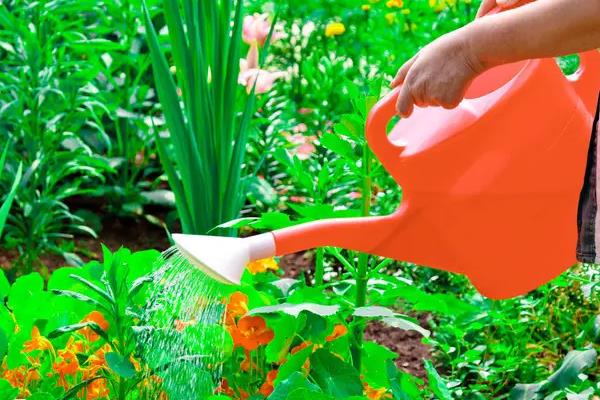 蜂蜜水可以浇花吗