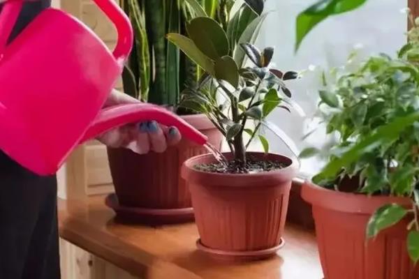 蜂蜜水可以浇花吗