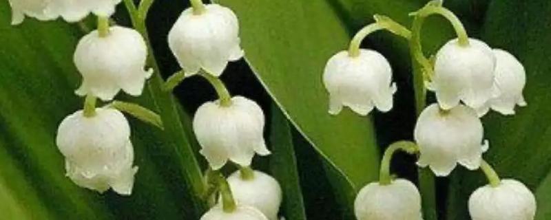 铃兰花香吗