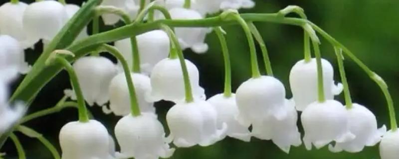 铃兰花的花语
