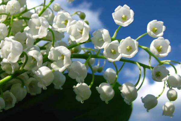 铃兰花的花语