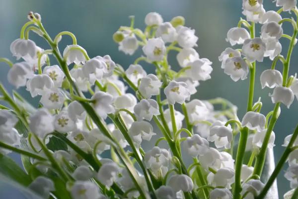 铃兰花的花语
