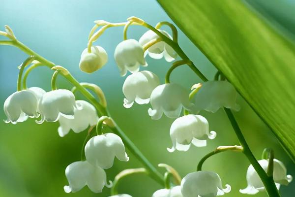 铃兰花的花语