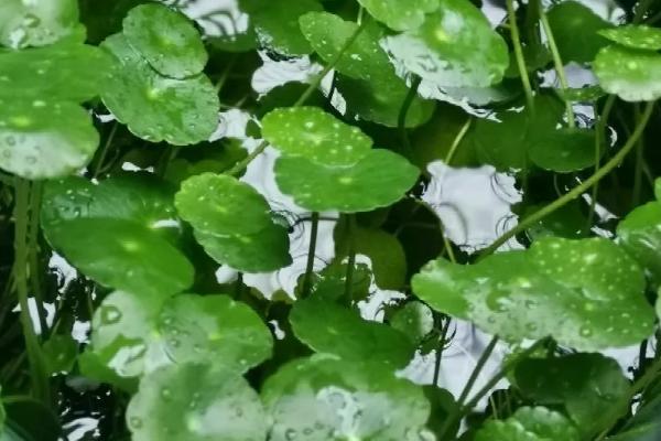 水培铜钱草需要泥土吗