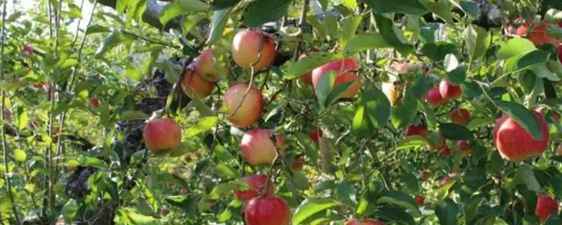 苹果树夏季管理技术要点