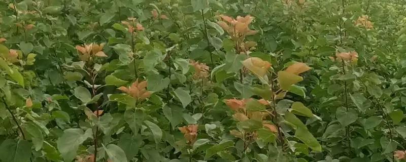 用杏核怎样培育杏树苗