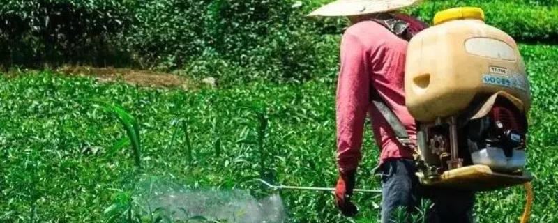甲嘧磺隆药害解救办法