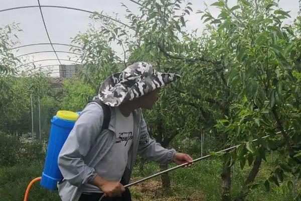 甲嘧磺隆药害解救办法，附