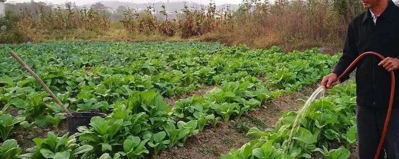 甲基托布津可以灌根吗