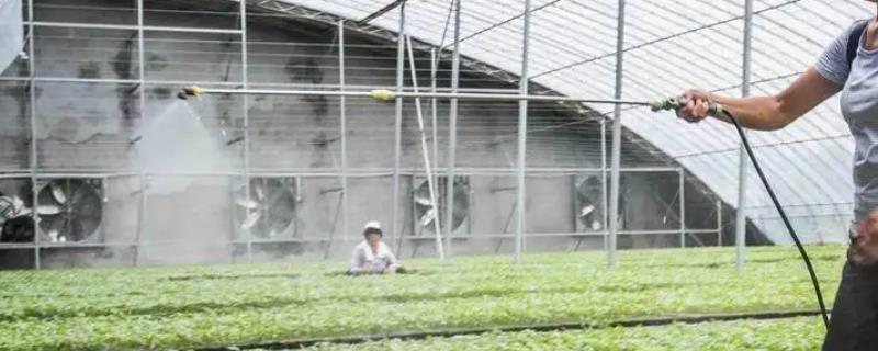甲托与多菌灵的区别
