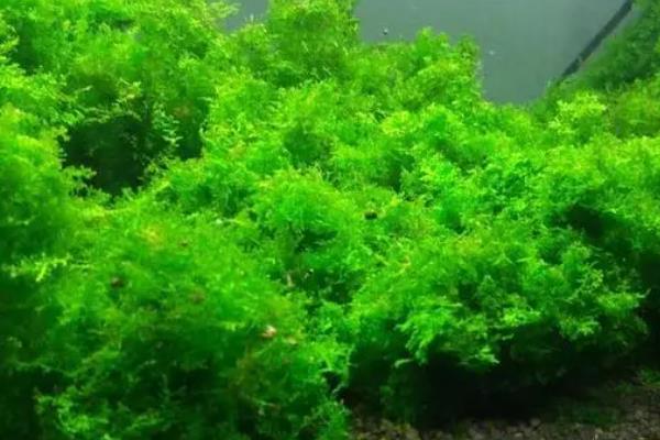 莫斯水草直接扔缸里能活吗