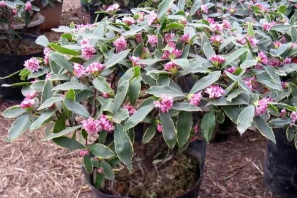 金边瑞香花期多长时间