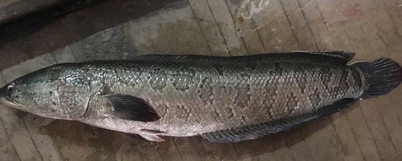 斑鱼是海鱼吗