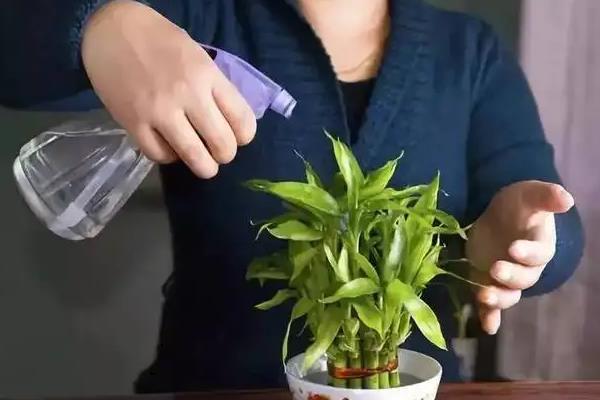 红糖水浇花到底好还是不好