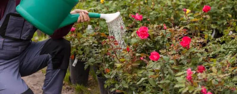 红糖水可以浇花吗
