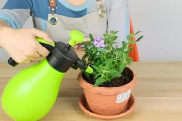红糖水可以浇花吗