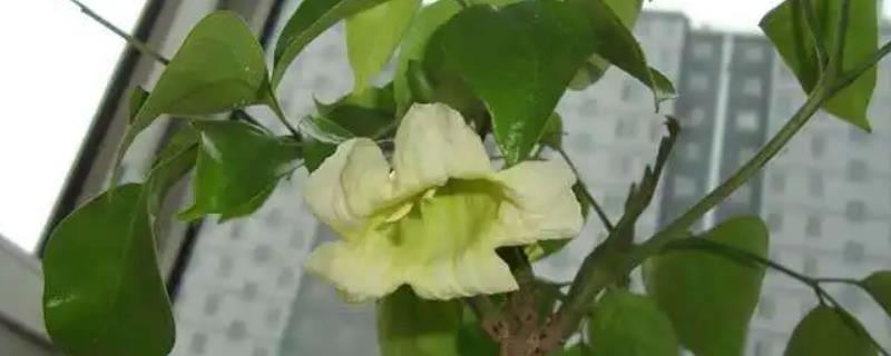 幸福树开花吗